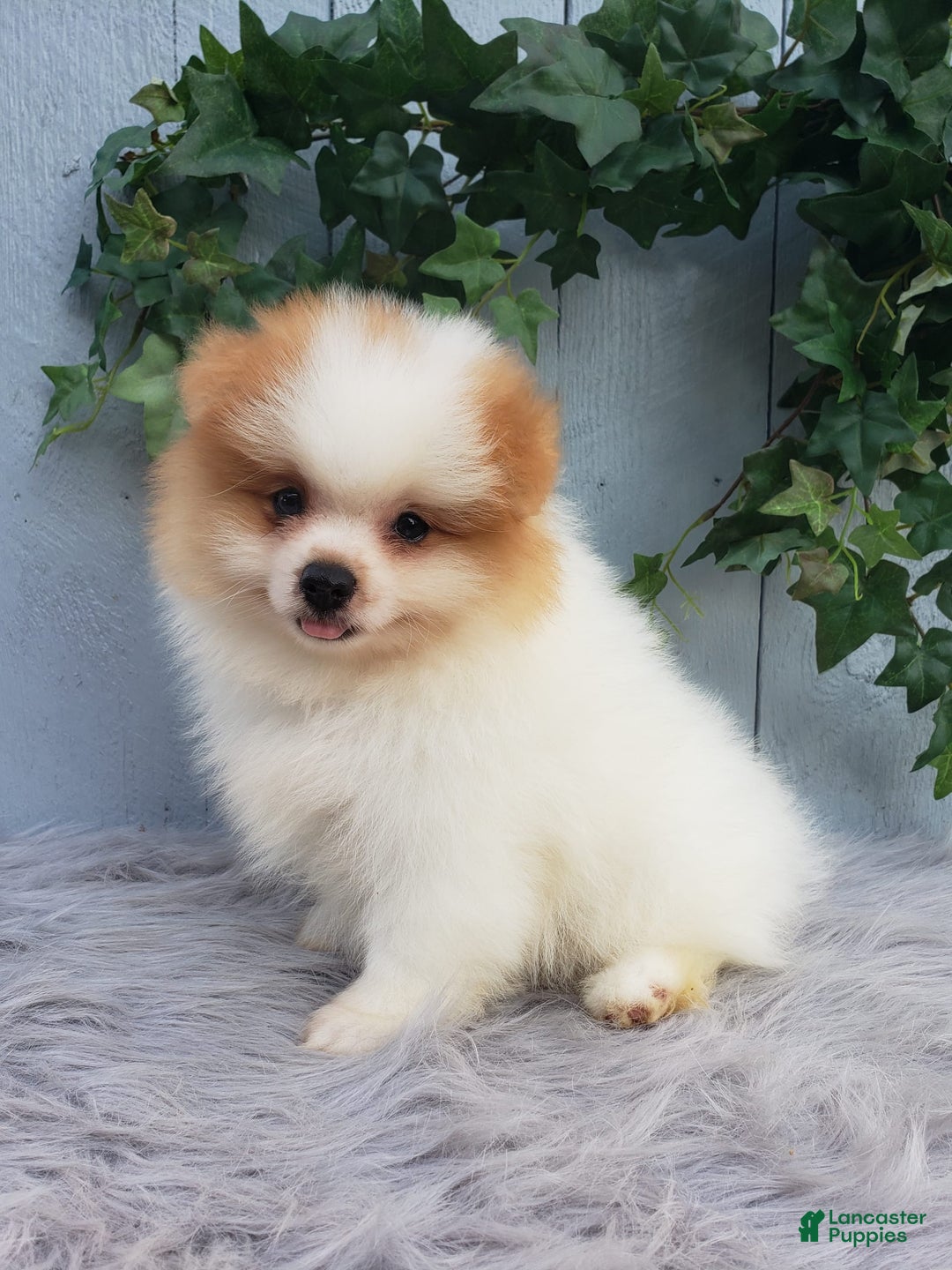 Pomeranian dogs for sale: Max - Image 7