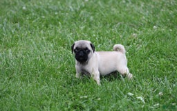 Pug dogs for sale: Galen - Image 9