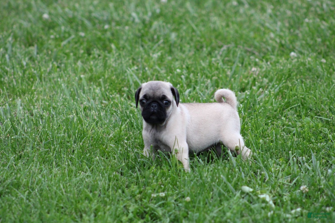 Pug dogs for sale: Galen - Image 9