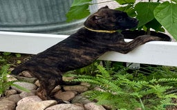 Cane Corso dogs for sale: Bridget - Image 4