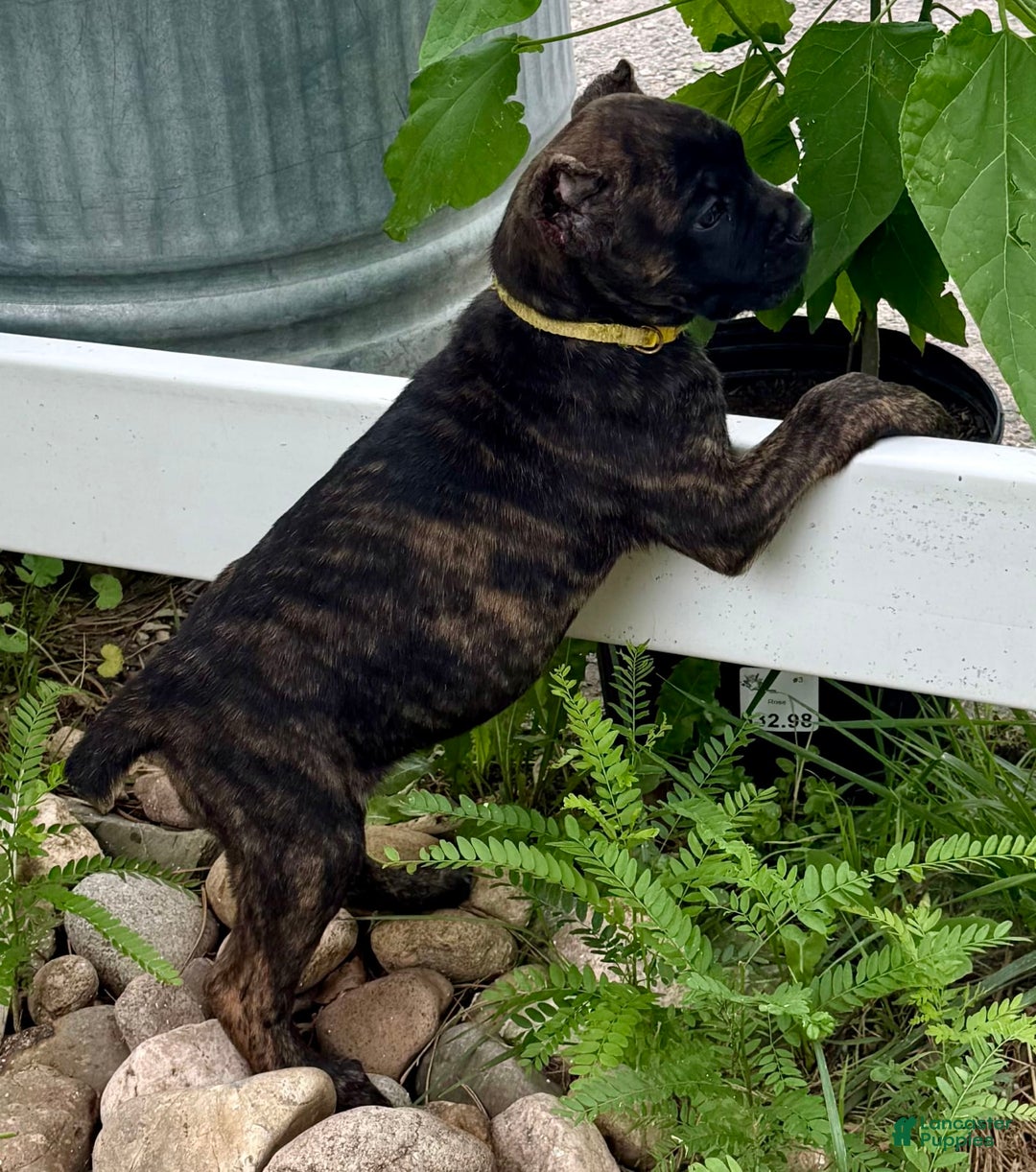 Cane Corso dogs for sale: Bridget - Image 4