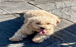 Goldendoodle dogs for sale: Charlotte - Image 8