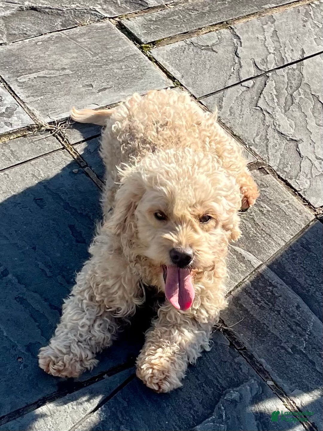 Goldendoodle dogs for sale: Charlotte - Image 8
