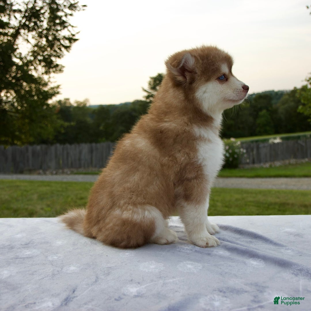 Pomsky dogs for sale: River - Image 7