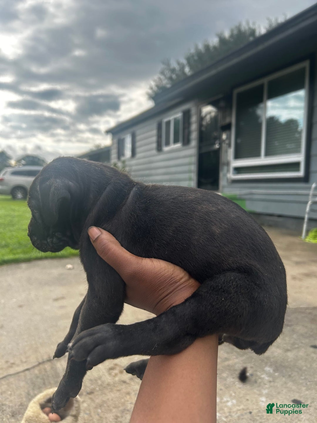 Cane Corso dogs for sale: Bella - Image 2