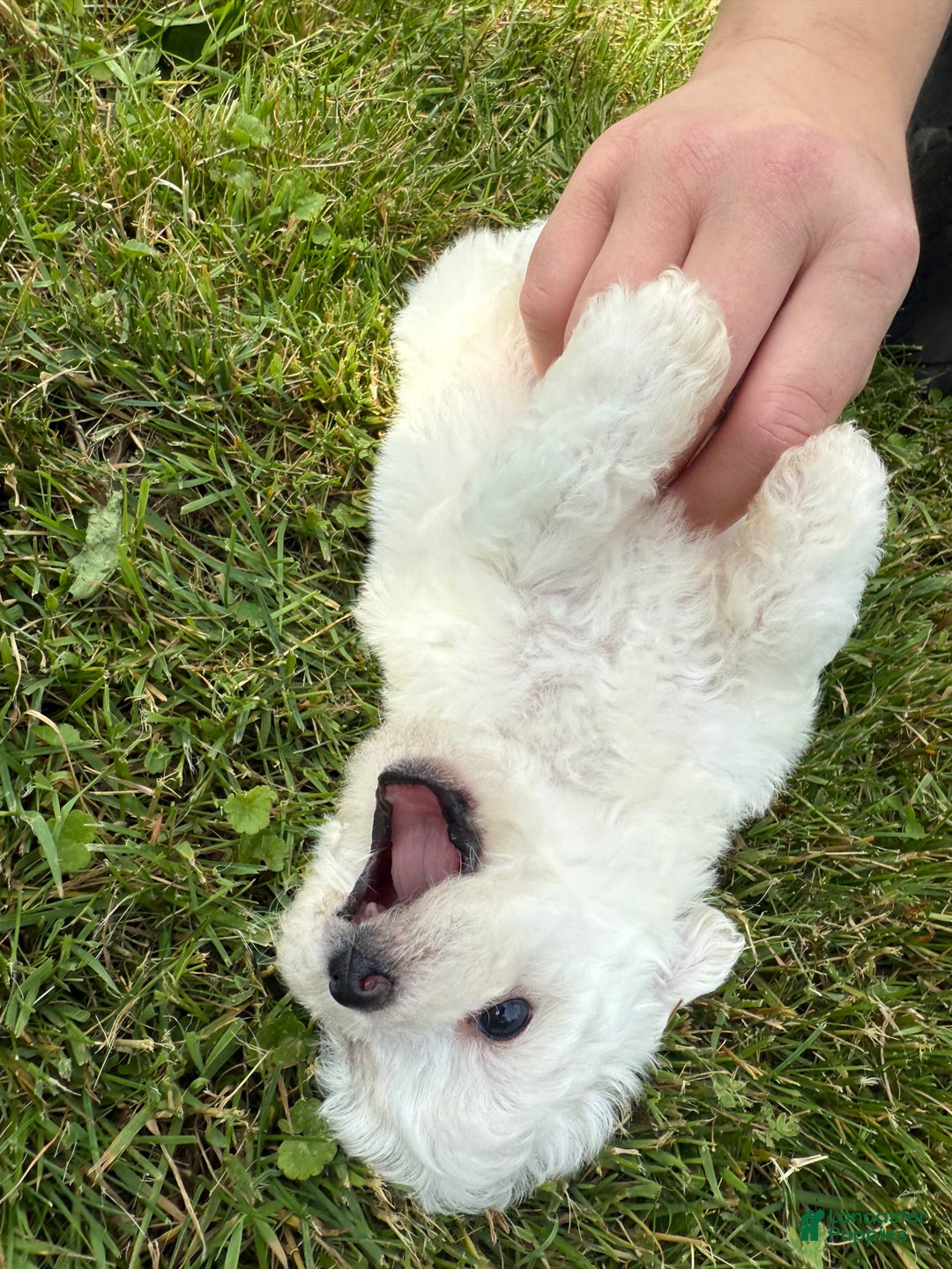 Bichon Frise dogs for sale: Little Princess - Listing for pets: Little Princess, Prince - Image 3