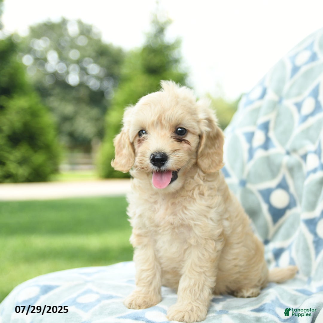 Cockapoo dogs for sale: Apple - Image 5