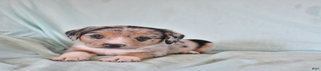 Bailey