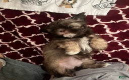 Shih Tzu dogs for sale: Beanie - Image 4