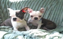 Boston Terrier dogs for sale: Nolan - Image 5