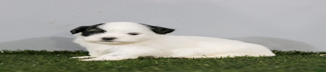 Benny