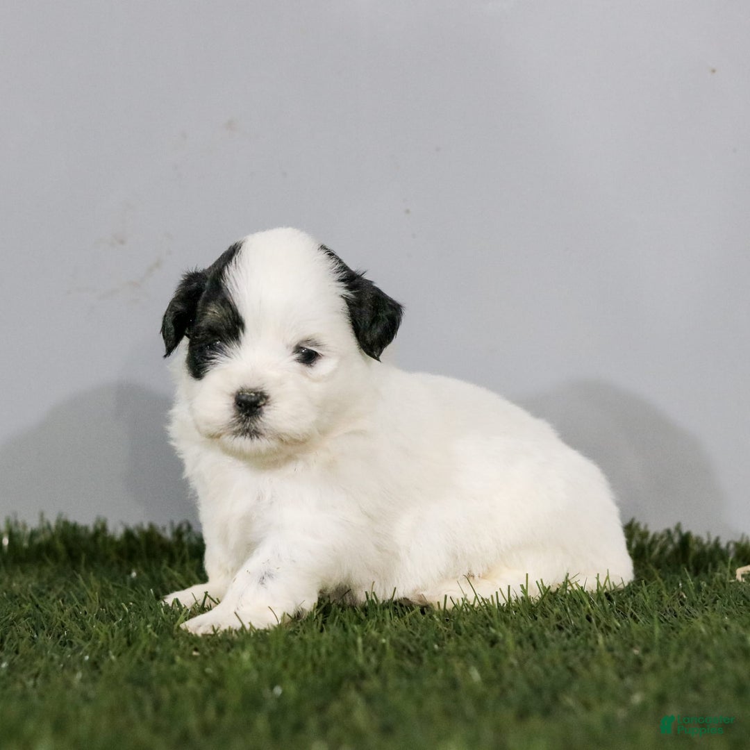 Shihpoo dogs for sale: Benny - Image 1