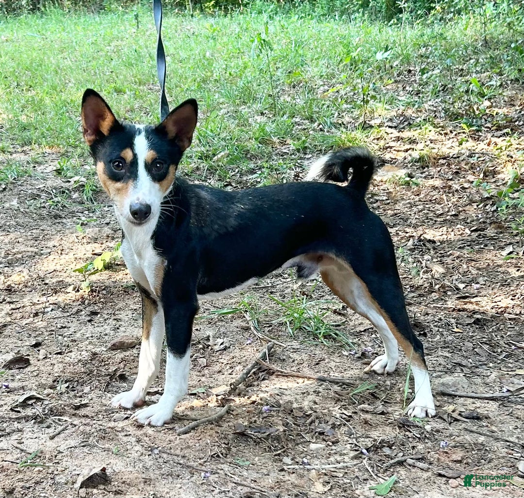 Basenji dogs for sale: Marti - Image 3