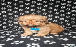 Shih Tzu dogs for sale: Dexter - Image 7