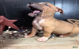 American Bully dogs for sale: Shadow - Image 14