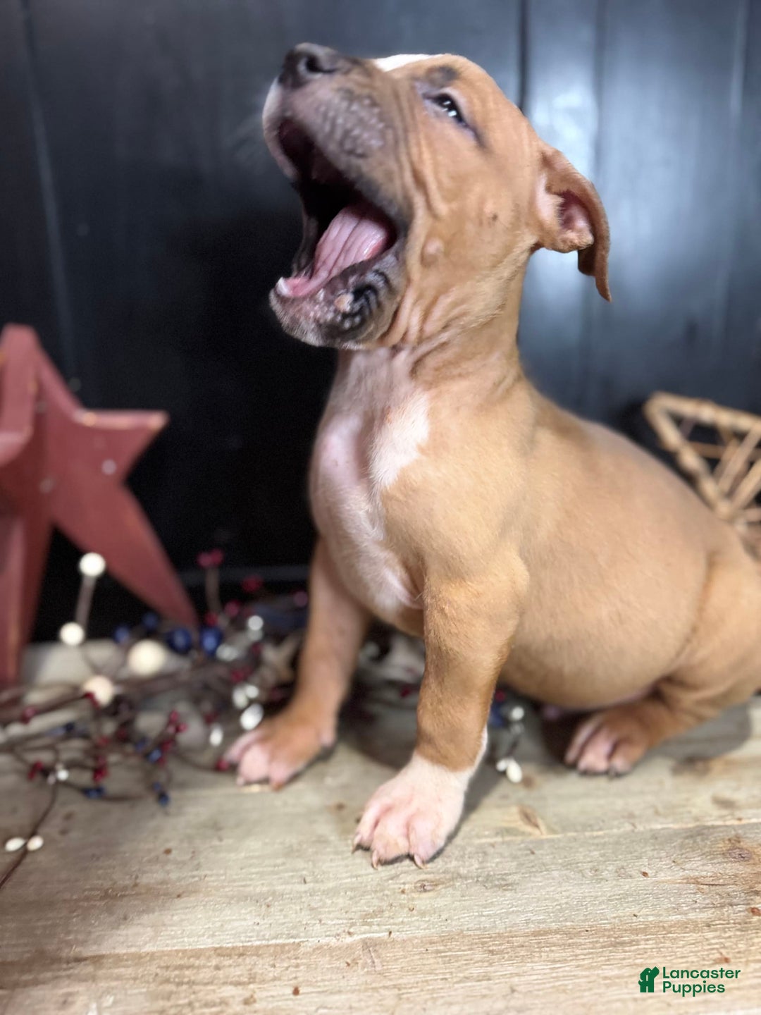 American Bully dogs for sale: Shadow - Image 14