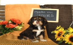 Cocker Spaniel dogs for sale: Pippi - Image 3