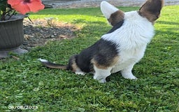 Welsh Corgi Pembroke dogs for sale: Cooper - Image 2