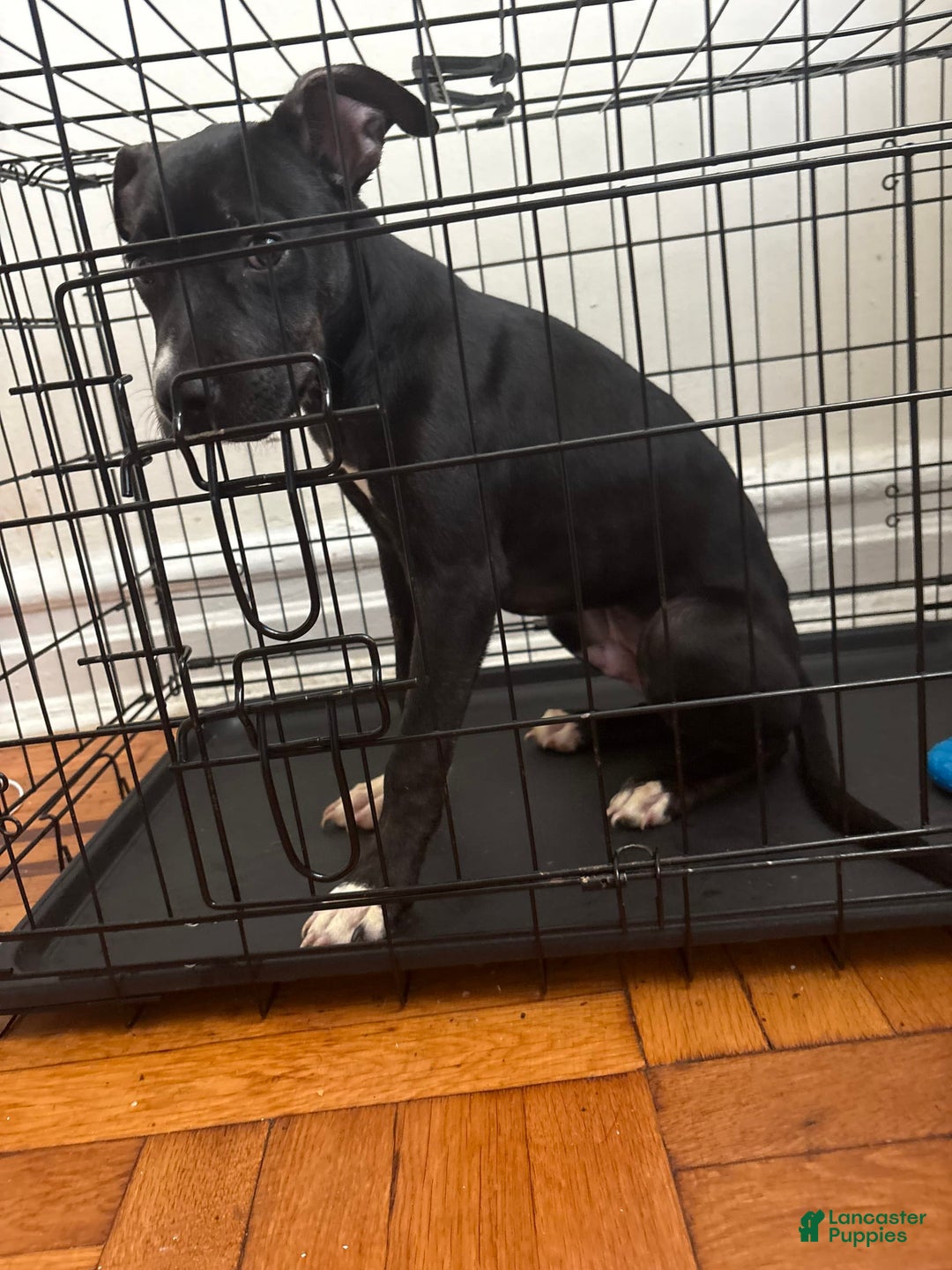 American Pit Bull Terrier dogs for sale: Shadow - Image 4