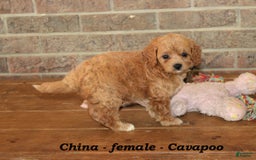 Cavapoo dogs for sale: China - Image 4
