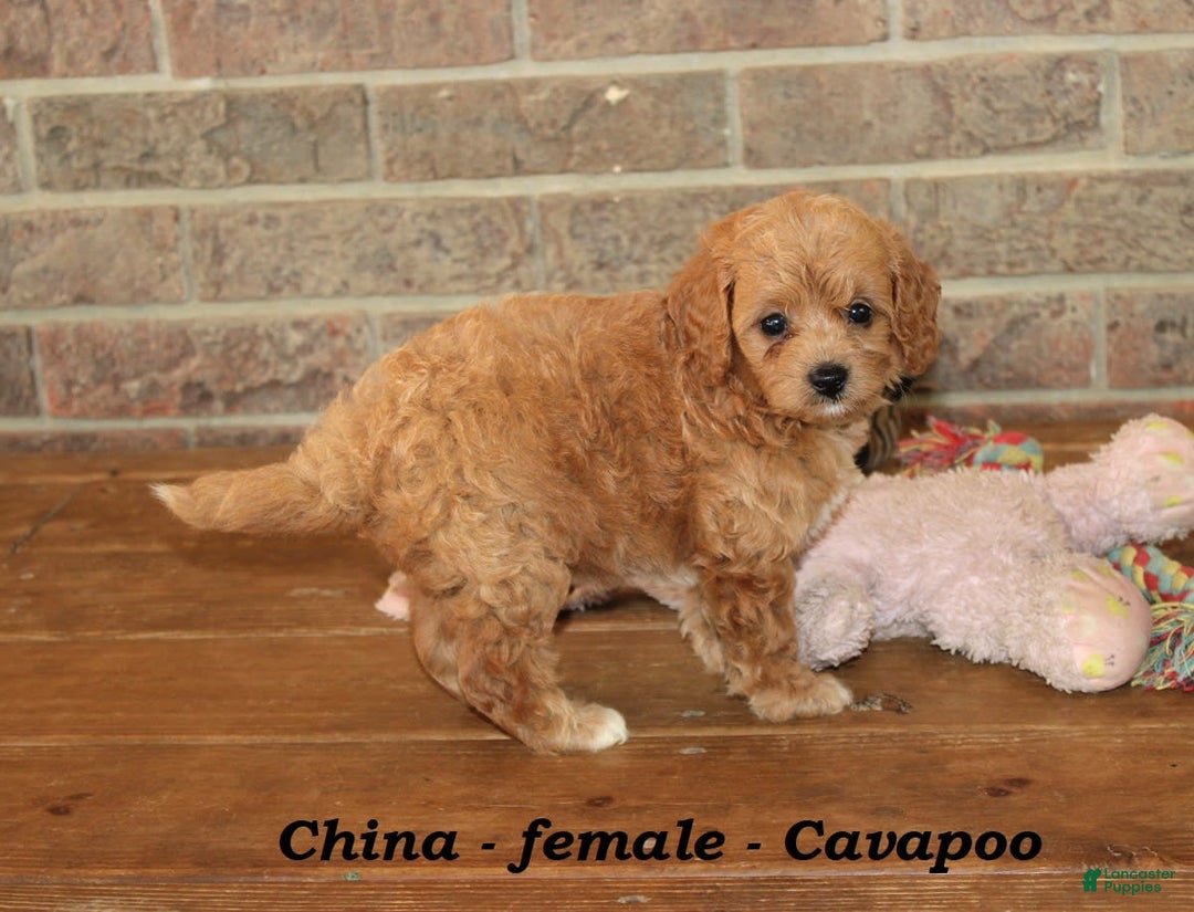 Cavapoo dogs for sale: China - Image 4