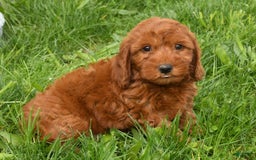Mini Goldendoodle dogs for sale: Nicki - Image 13