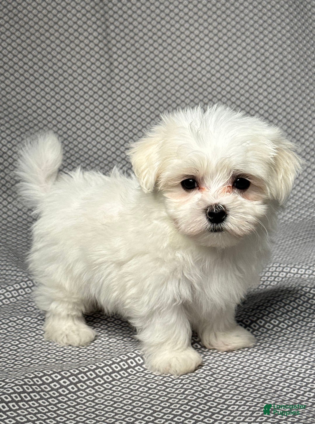 Maltese dogs for sale: Tyler - Image 5