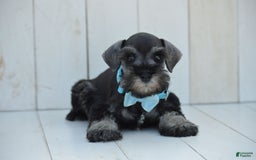 Miniature Schnauzer dogs for sale: Todd - Image 3