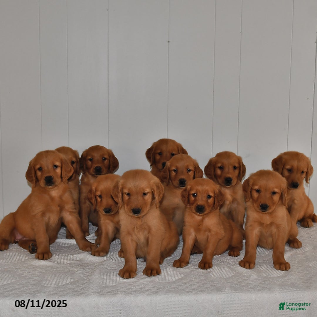Golden Retriever dogs for sale: Tucker - Image 2