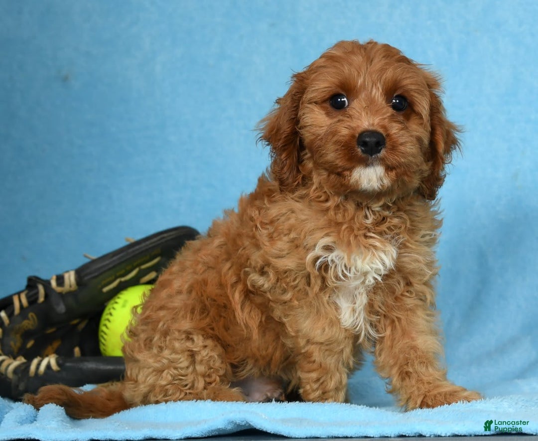 Cavapoo dogs for sale: Irresistable - Image 5