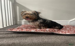Yorkshire Terrier dogs for sale: Max - Image 1