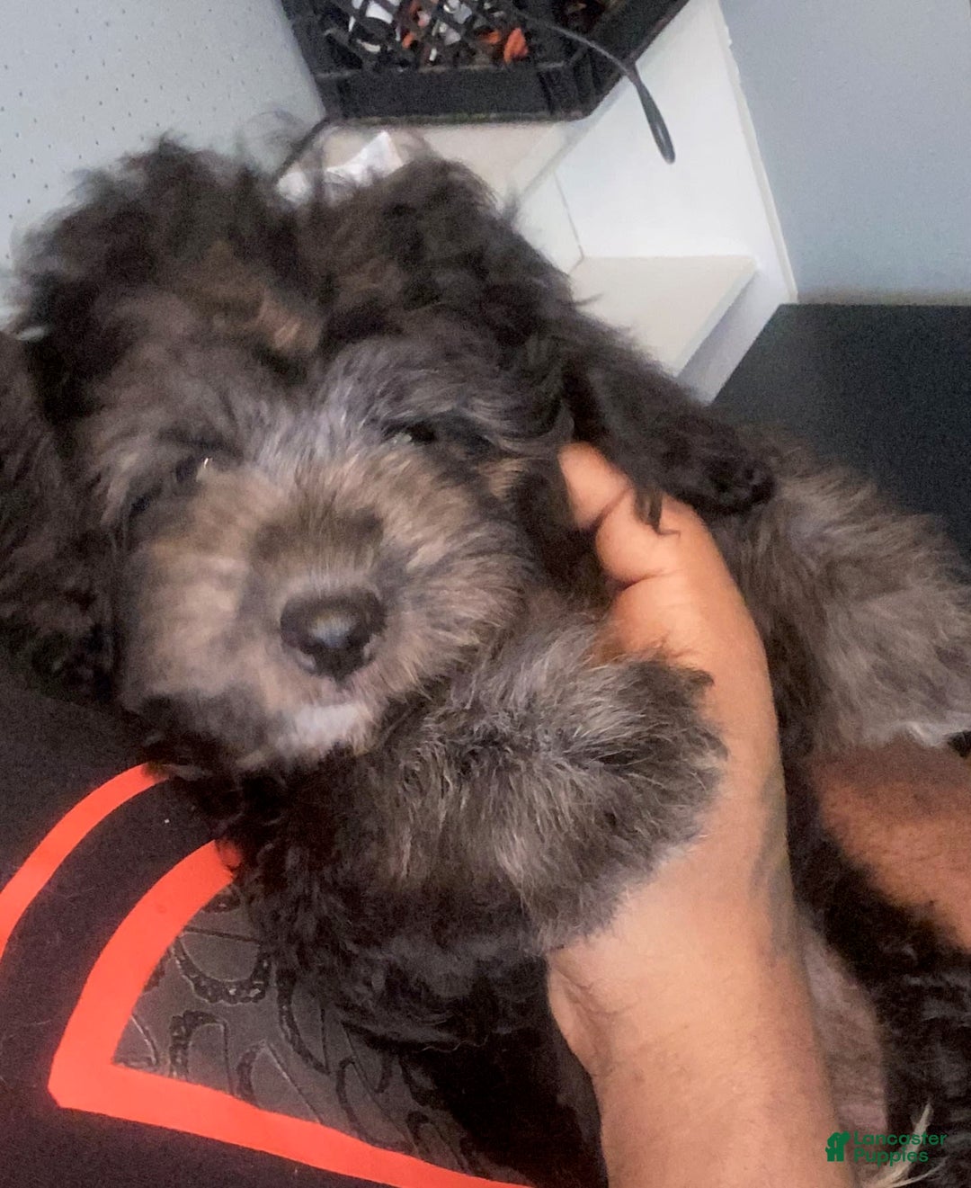 Shihpoo dogs for sale: Pomshihpoo Male Puppy🖤 - Image 1