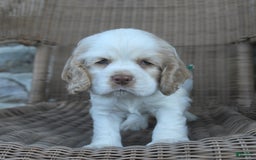 Cocker Spaniel dogs for sale: Rickey - Image 5