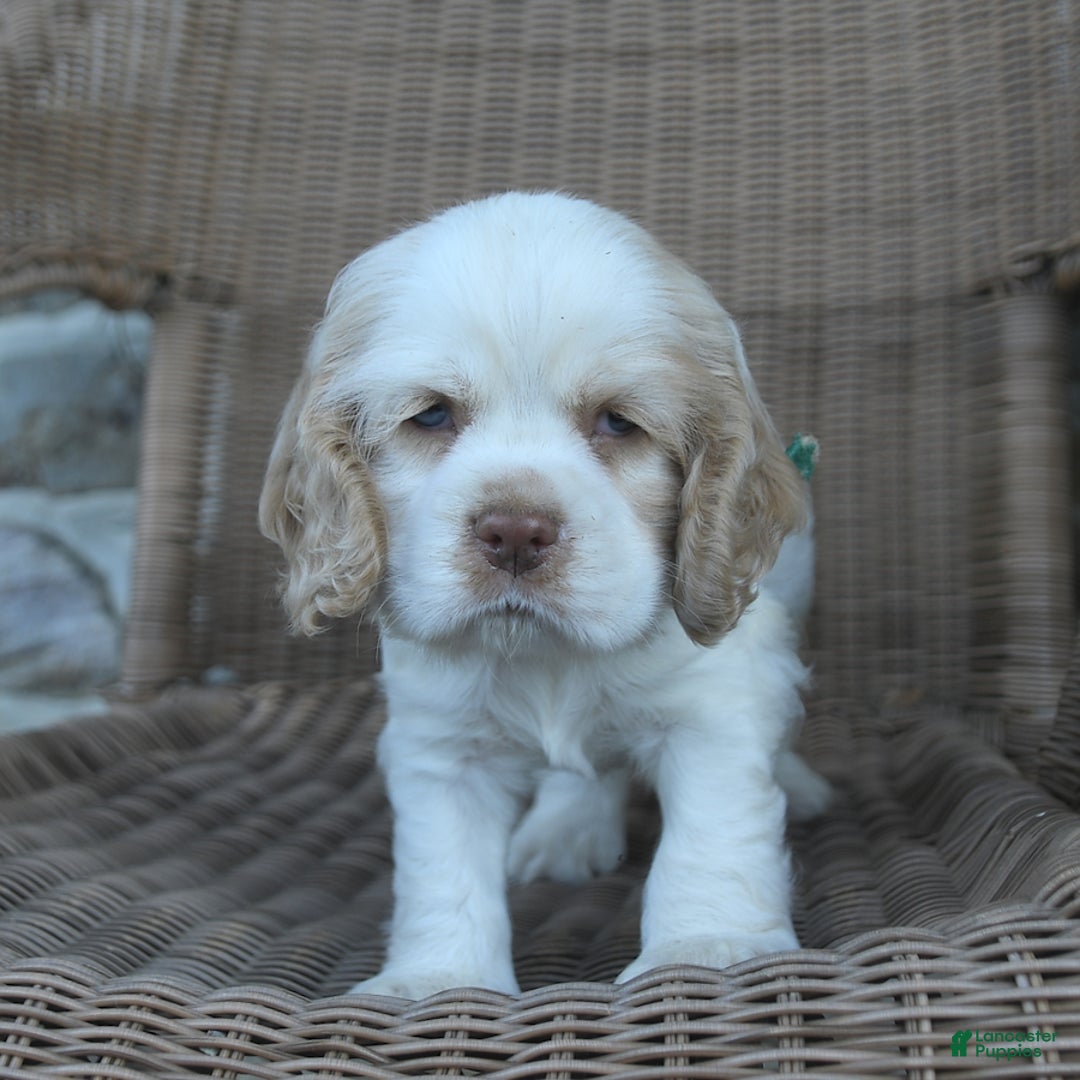 Cocker Spaniel dogs for sale: Rickey - Image 5