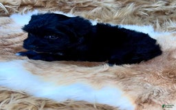 Miniature Schnauzer dogs for sale: Emerald - Image 7
