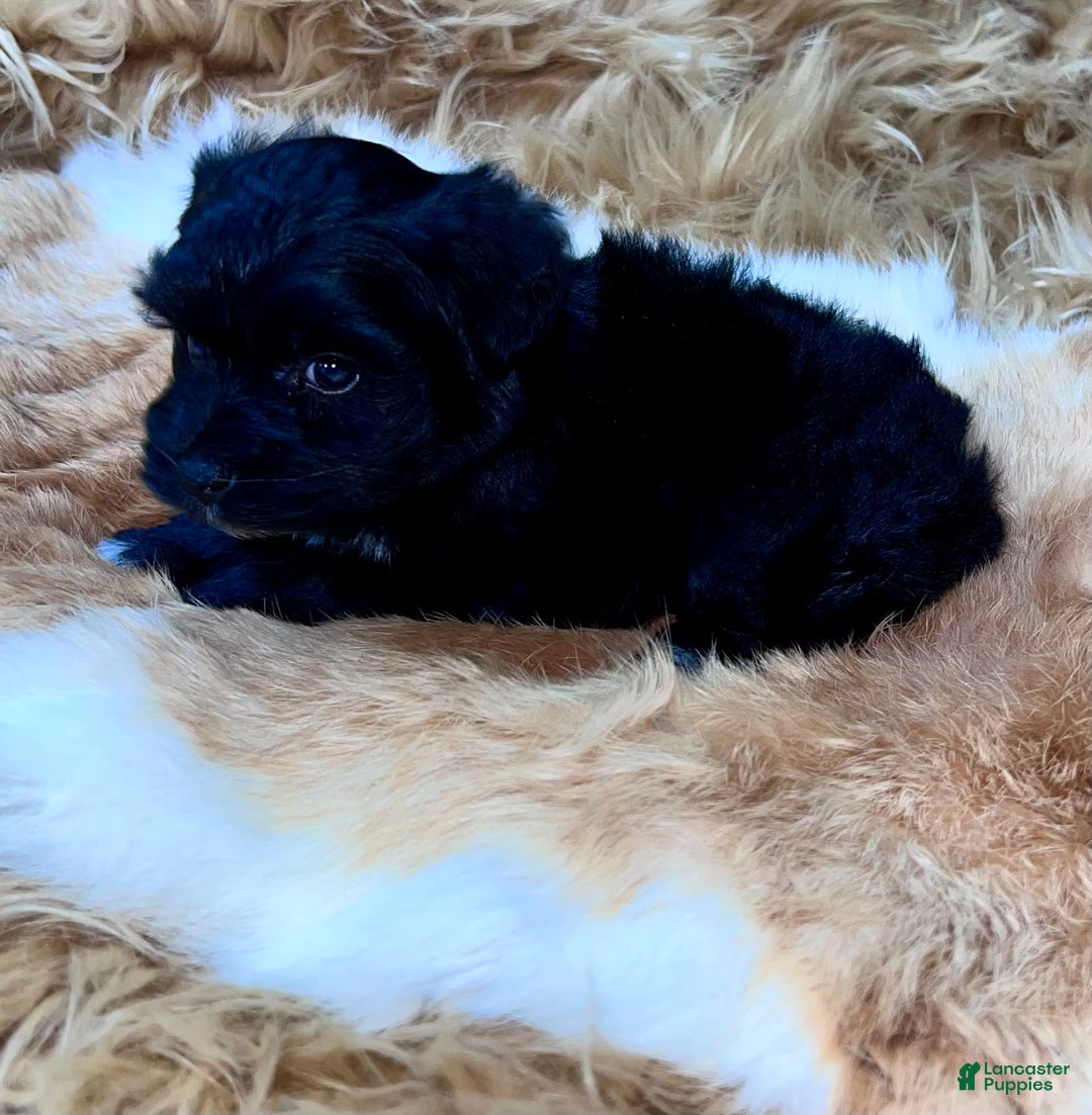 Miniature Schnauzer dogs for sale: Emerald - Image 7