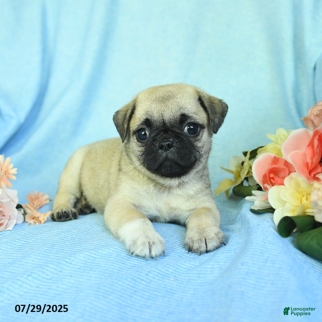 Pug dogs for sale: Betsy - Image 3