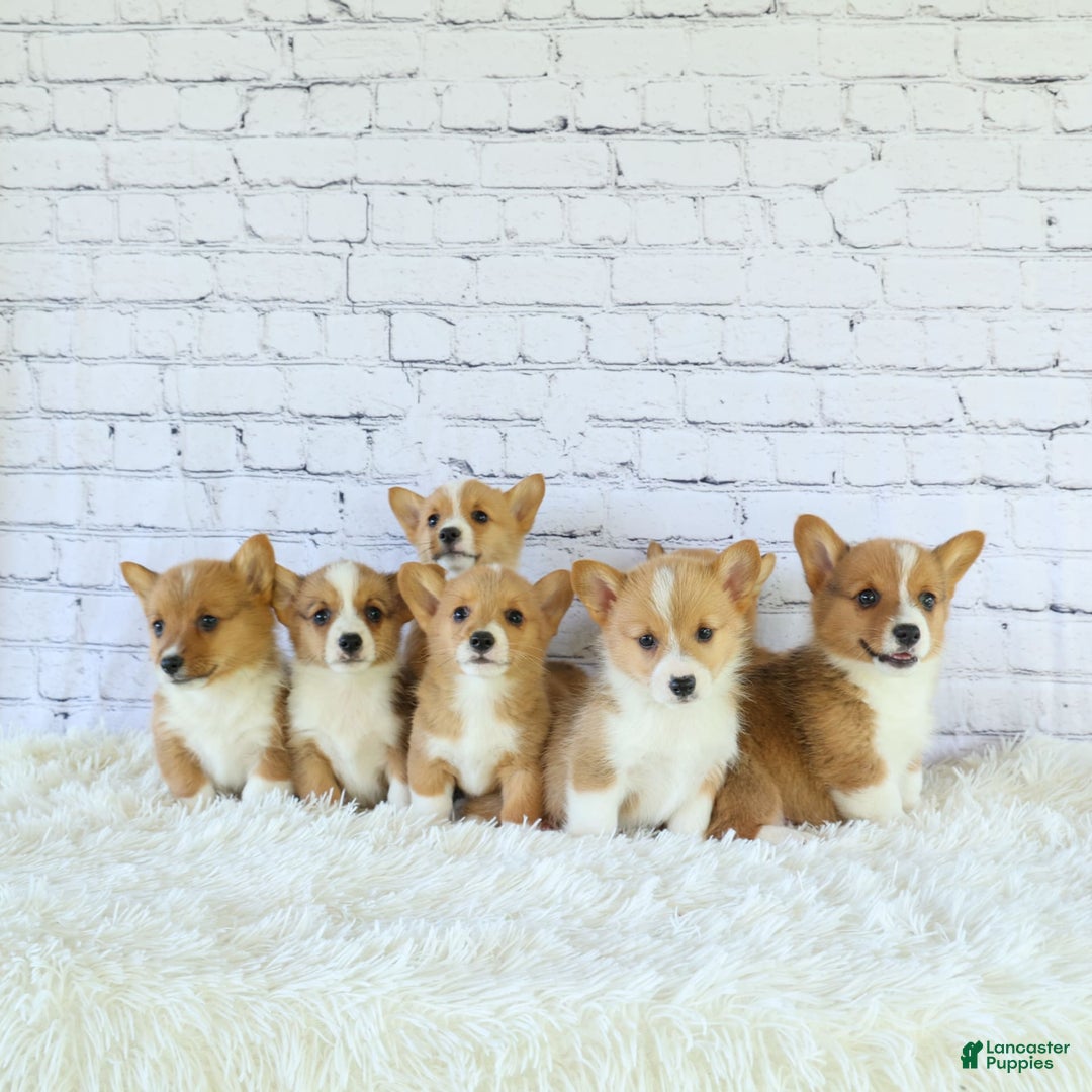 Welsh Corgi Pembroke dogs for sale: Griffin - Image 5