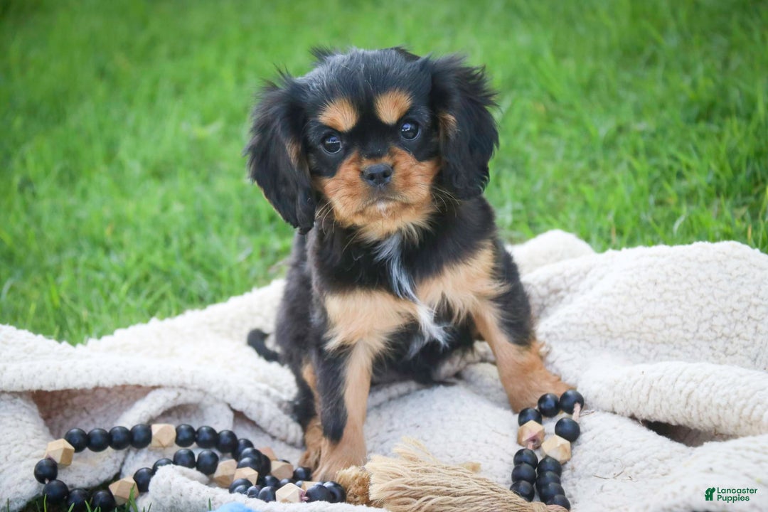 Cavalier King Charles Spaniel dogs for sale: Pluto - Image 17