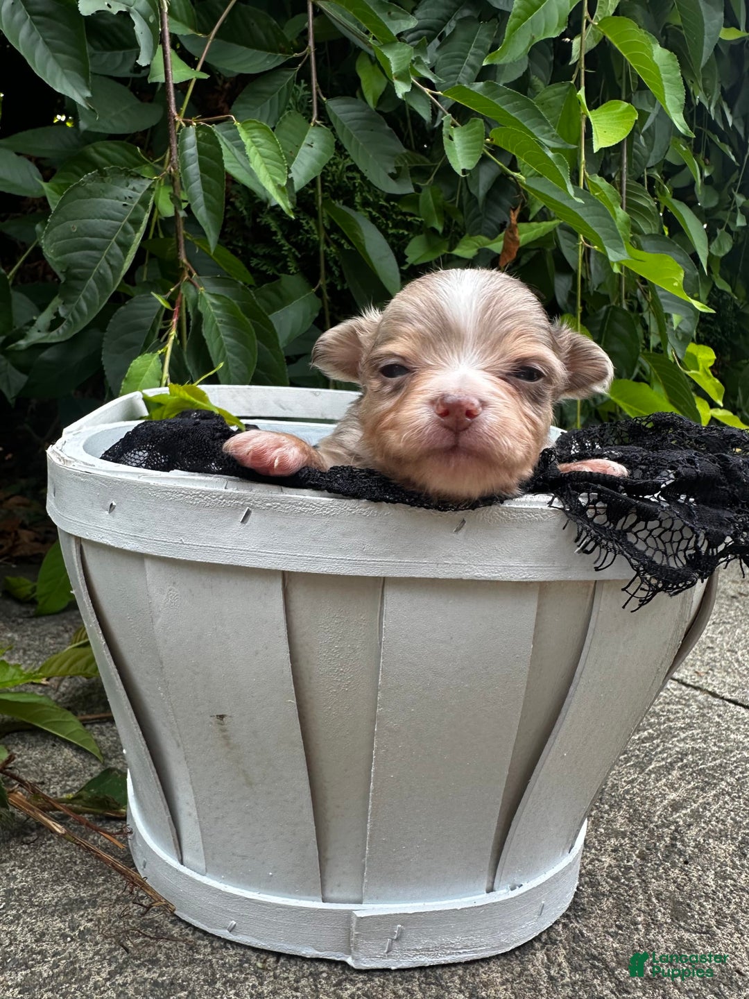 Chihuahua dogs for sale: Armani - Image 2