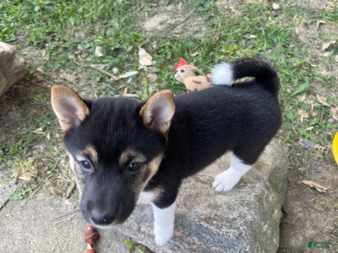 Shiba Inu dogs for sale: Coco Bean - Image 1