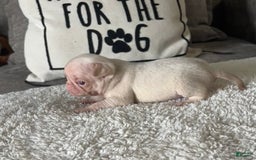 Pug dogs for sale: Pink Chinchilla Male - Image 5