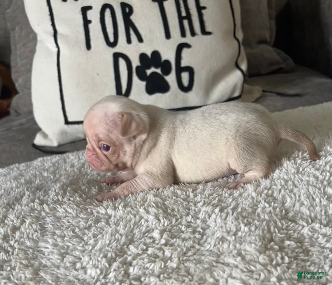 Pug dogs for sale: Pink Chinchilla Male - Image 5