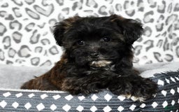 Havapoo dogs for sale: Elvis - Image 3