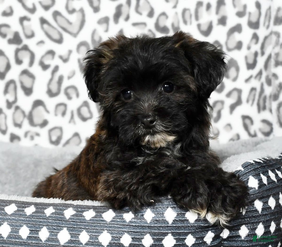 Havapoo dogs for sale: Elvis - Image 3