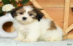 Teddy Bear dogs for sale: Sweetie - Image 7