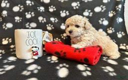 Toy Poodle dogs for sale: Honey - Image 3
