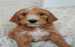 Goldendoodle dogs for sale: Humphrey - Image 4