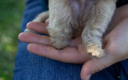 Miniature Poodle dogs for sale: Buddy - Image 8