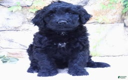 Portuguese Water Dog dogs for sale: Sunny - Image 2